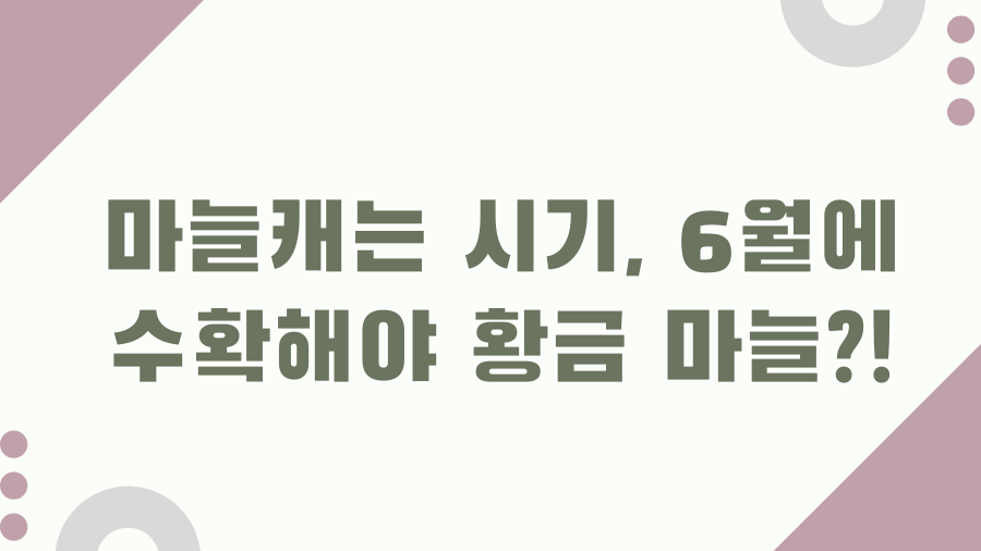 마늘캐는 시기, 6월에 수확해야 황금 마늘?!
